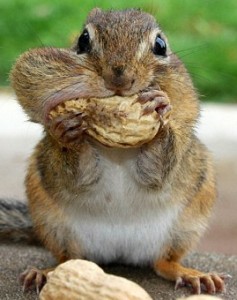 Never put all the nuts in your mouth at once.